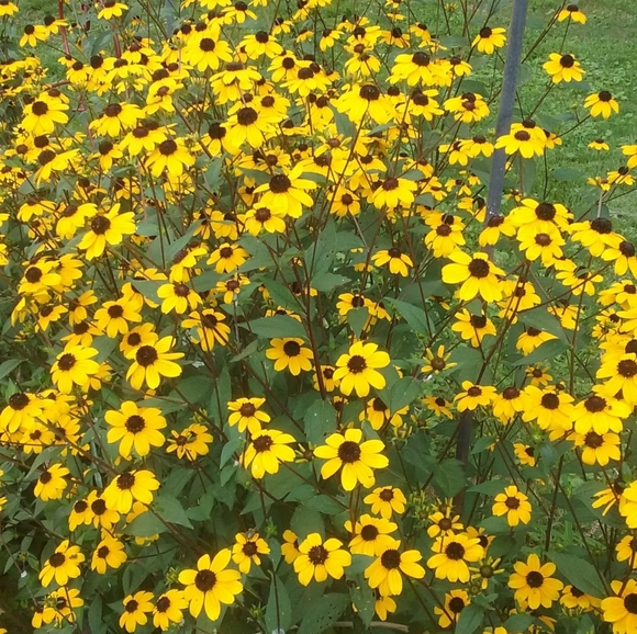 4Native Rudbeckia Triloba Brown Eyed Susan Plants - Picture 2 of 2